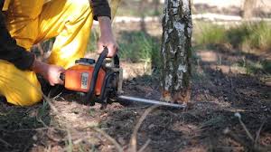 Best Lawn Mowing  in Palisades Park, NJ
