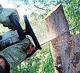 Trusted Palisades Park, NJ Tree Removal Experts