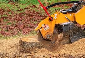 Best Organic Lawn Care Solutions  in Palisades Park, NJ