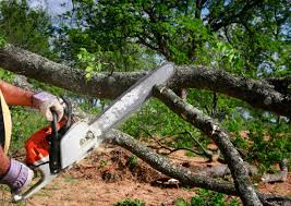 Best Root Management and Removal  in Palisades Park, NJ