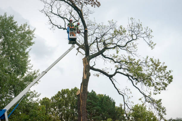 How Our Tree Care Process Works  in  Palisades Park, NJ