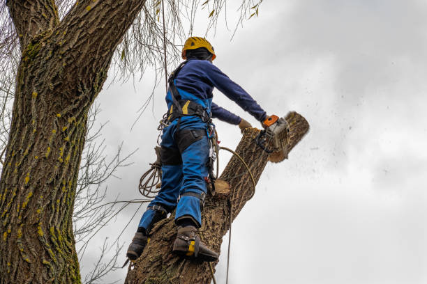 Best Storm Damage Tree Cleanup  in Palisades Park, NJ