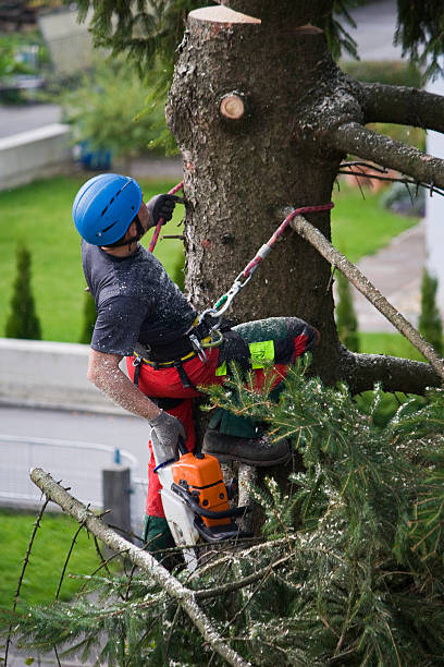 Best Tree and Shrub Care  in Palisades Park, NJ