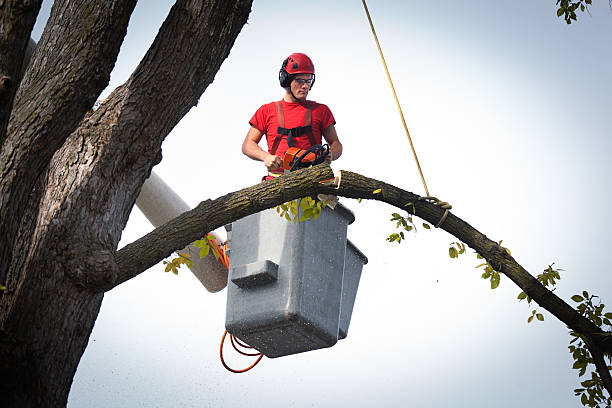 Best Leaf Removal  in Palisades Park, NJ