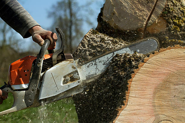 Best Emergency Tree Removal  in Palisades Park, NJ